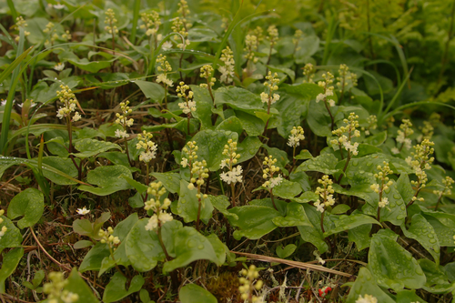 Maianthemum dilatatum (false lily of the valley) (alternate view 2)