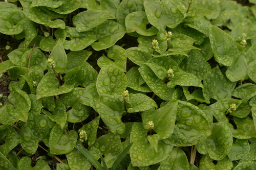 Maianthemum dilatatum (false lily of the valley) (alternate view 3)
