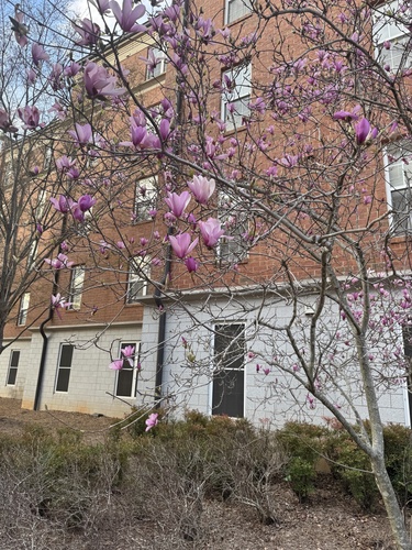 Magnolia liliiflora (Lily Magnolia) (alternate view 5)