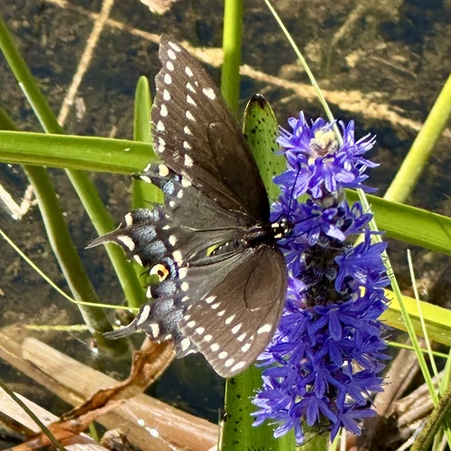 Pontederia cordata (pickerelweed)