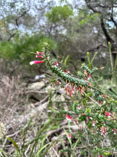Epacris longiflora (Fuchsia Heath)