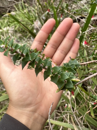 Epacris longiflora (Fuchsia Heath) (alternate view 2)