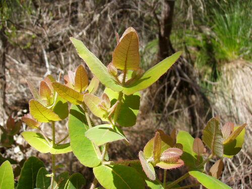 Angophora hispida (Dwarf apple) (alternate view 5)
