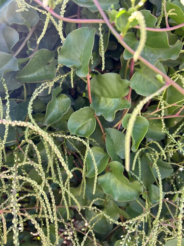 Anredera cordifolia (Mignonette vine) (alternate view 2)