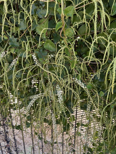Anredera cordifolia (Mignonette vine)