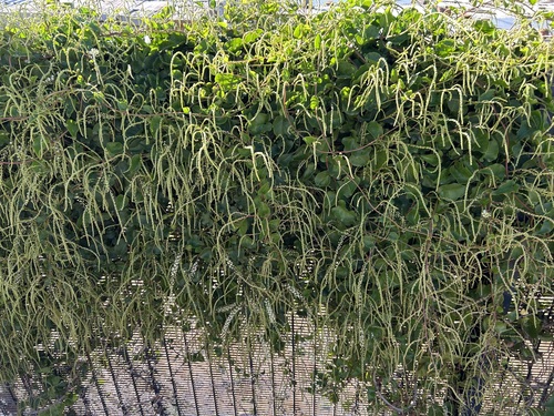 Anredera cordifolia (Mignonette vine) (alternate view 3)