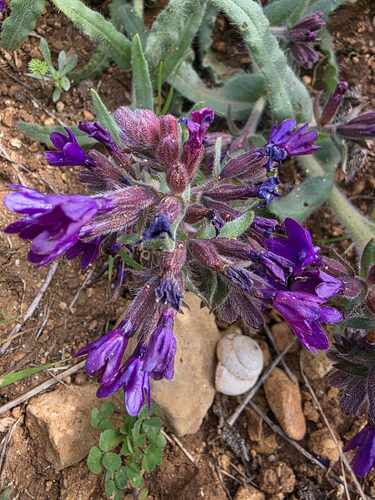 Anchusa (Alkanets) (alternate view 7)