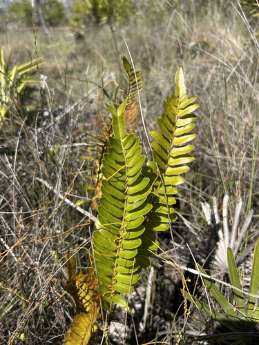 Telmatoblechnum serrulatum (toothed midsorus fern) (alternate view 3)