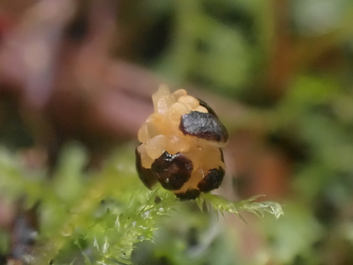 Thuja plicata (western red cedar)