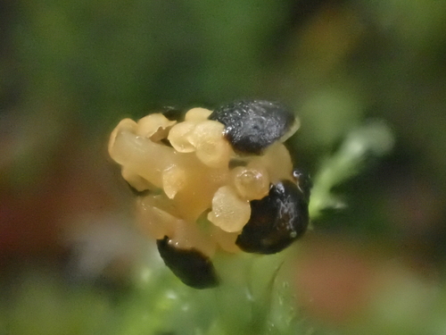 Thuja plicata (western red cedar) (alternate view 3)