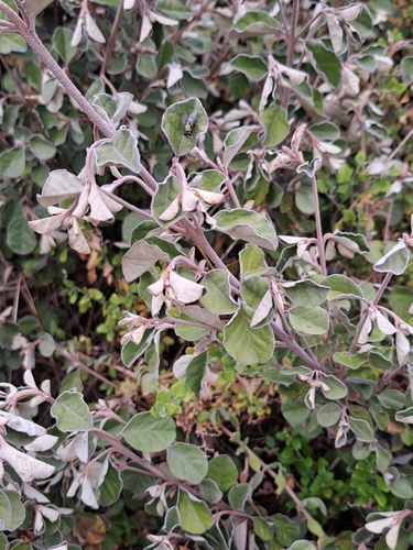 Correa alba (White Correa) (alternate view 2)