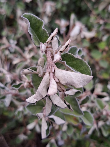 Correa alba (White Correa) (alternate view 3)