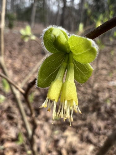 Dirca palustris (eastern leatherwood) (alternate view 7)