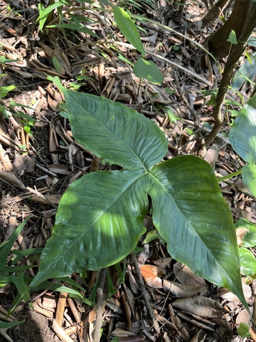 Arisaema ringens (Japanese Cobra Plant)