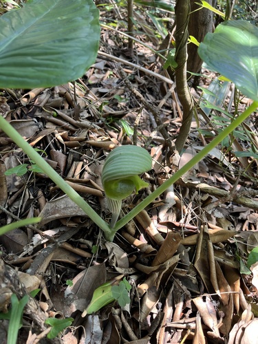 Arisaema ringens (Japanese Cobra Plant)