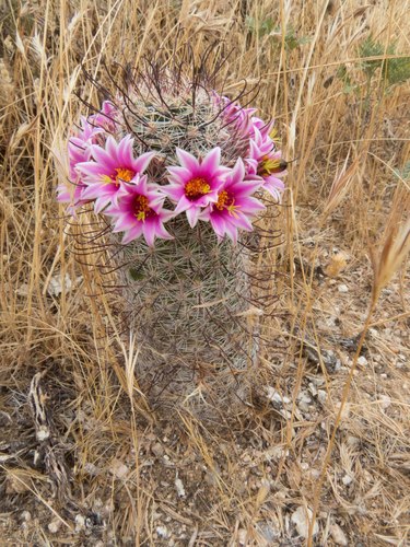 Cochemiea grahamii (Graham's nipple cactus) (alternate view 2)