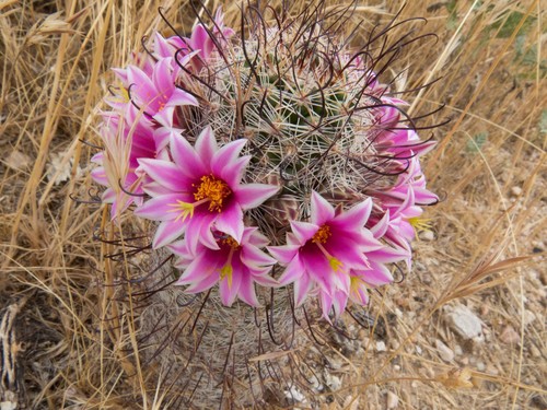 Cochemiea grahamii (Graham's nipple cactus) (alternate view 3)