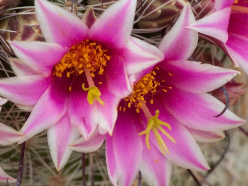 Cochemiea grahamii (Graham's nipple cactus) (alternate view 4)