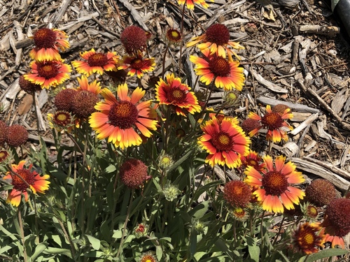 Gaillardia aristata (blanketflower) (alternate view 6)