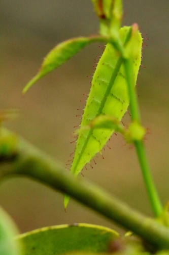 Loropetalum (alternate view 7)