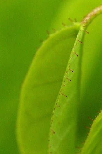 Loropetalum (alternate view 8)