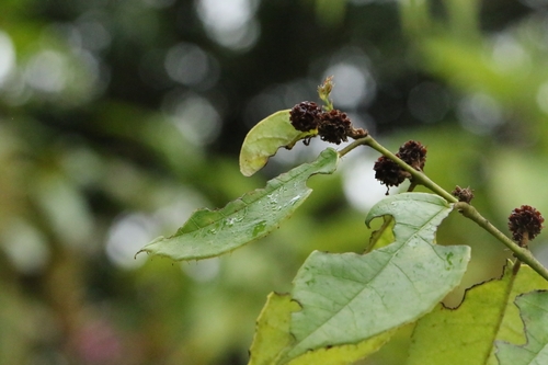 Loropetalum (alternate view 9)