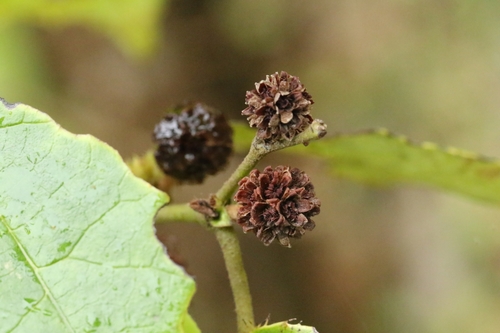 Loropetalum (alternate view 10)