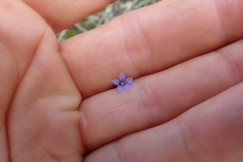 Wahlenbergia gracilis (Australian Bluebell) (alternate view 5)