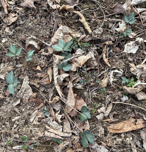 Cardamine diphylla (Two-leaved Toothwort) (alternate view 10)