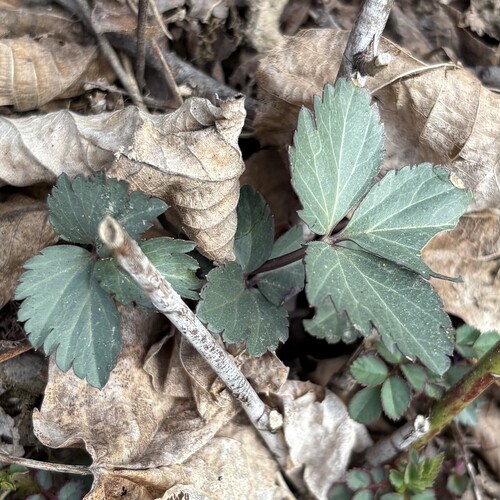 Cardamine diphylla (Two-leaved Toothwort) (alternate view 9)