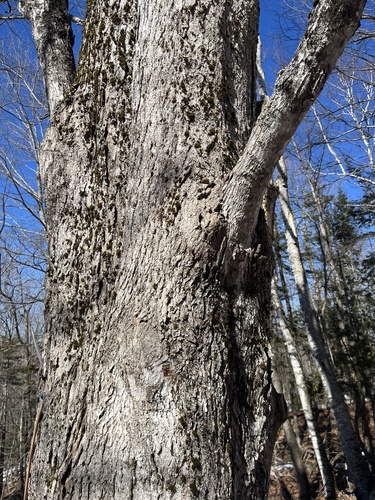 Acer saccharum (sugar maple) (alternate view 7)