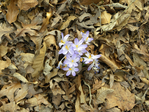 Crocus tommasinianus (Tommasini's Crocus) (alternate view 2)