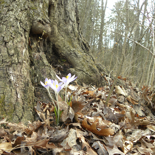 Crocus tommasinianus (Tommasini's Crocus)