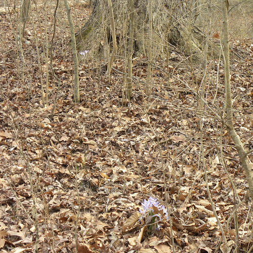 Crocus tommasinianus (Tommasini's Crocus) (alternate view 3)