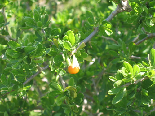 Lycium ferocissimum (African boxthorn) (alternate view 6)