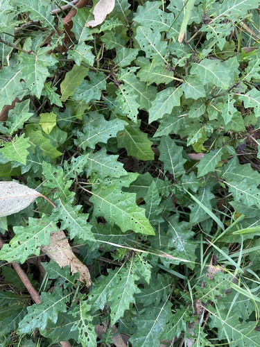 Solanum prinophyllum (Forest Nightshade)