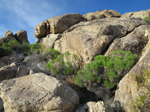 Ericameria linearifolia (narrowleaf goldenbush) (alternate view 5)