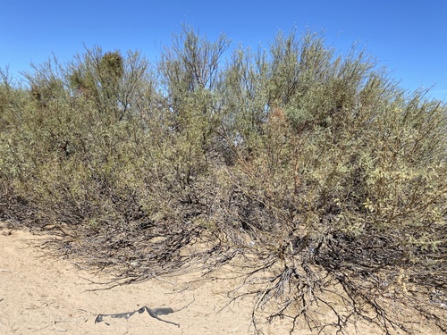 Neltuma odorata (western honey mesquite)