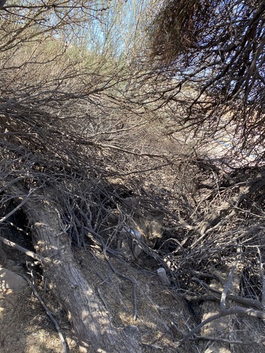Neltuma odorata (western honey mesquite) (alternate view 2)