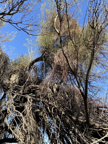Neltuma odorata (western honey mesquite) (alternate view 3)