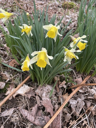 Narcissus pseudonarcissus (wild daffodil)