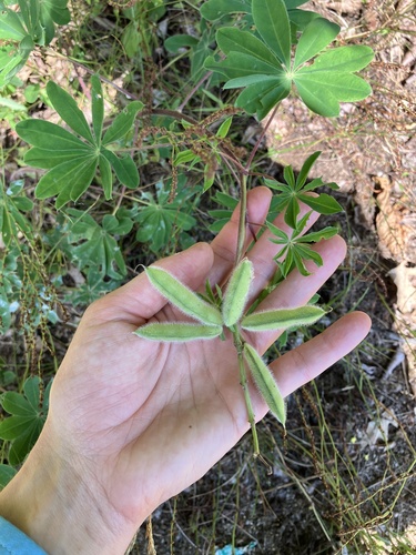 Lupinus perennis (Sundial Lupine) (alternate view 2)