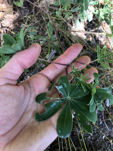 Lupinus perennis (Sundial Lupine) (alternate view 3)