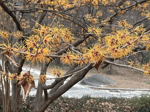 Hamamelis x intermedia (hybrid witch hazel)