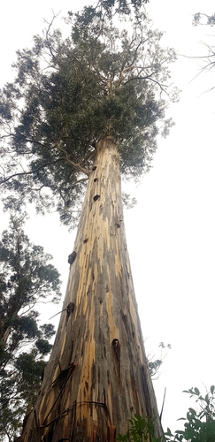 Eucalyptus globulus (Tasmanian Blue Gum) (alternate view 4)