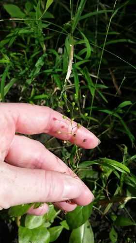 Samolus parviflorus (seaside brookweed)