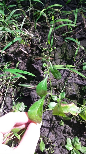 Samolus parviflorus (seaside brookweed) (alternate view 2)