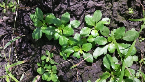 Samolus parviflorus (seaside brookweed) (alternate view 3)