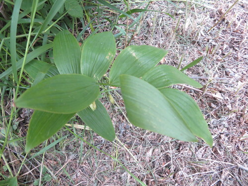 Polygonatum biflorum (Solomons Seal)
