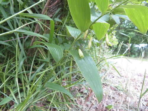 Polygonatum biflorum (Solomons Seal)